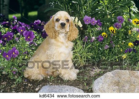 Cocker Spaniel Puppy Sitting In Garden View Large Photo Image Picture - Cocker Spaniel Puppy Sitting In Garden. Fotosearch