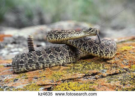 Coiled Western Rattler Crotalus Viridis View Large Photo Image Stock Photography - Coiled Western Rattler Crotalus Viridis . Fotosearch