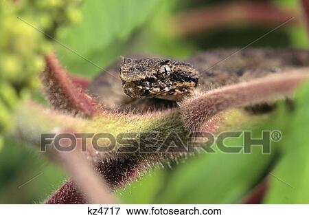 Eyelash Viper Or Schlegel'S Viper Bothriechis Schlegeli Central America View Large Photo Image Stock Photo - Eyelash Viper Or Schlegel'S Viper Bothriechis Schlegeli Central America . Fotosearch