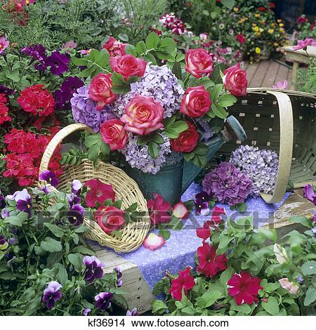Flowers In Watering Can And Wicker Basket Holding Roses On Table In Garden View Large Photo Image Picture - Flowers In Watering Can And Wicker Basket Holding Roses On Table In Garden. Fotosearch