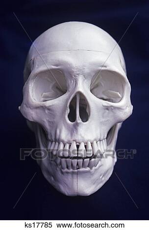 Full Front Head-On Human Skull On Black Background Looking At Camera View Large Photo Image Stock Photography - Full Front Head-On Human Skull On Black Background Looking At Camera. Fotosearch