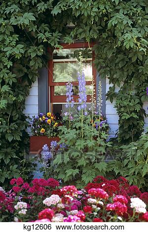Garden Beside House With Pansies In Windowbox View Large Photo Image Stock Photograph - Garden Beside House With Pansies In Windowbox. Fotosearch
