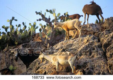 Stock Image - Goats On Rocks Aruba . Fotosearch
