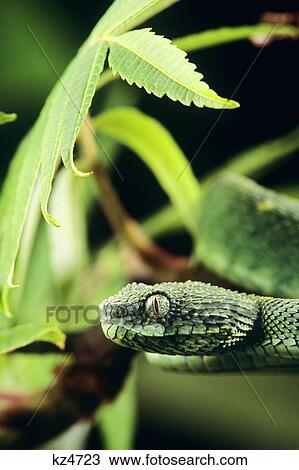 Stock Image - Head Of Rough-Scaled Bush Viper Or Leaf Viper Atheris Squamiger Western Central Africa . Fotosearch