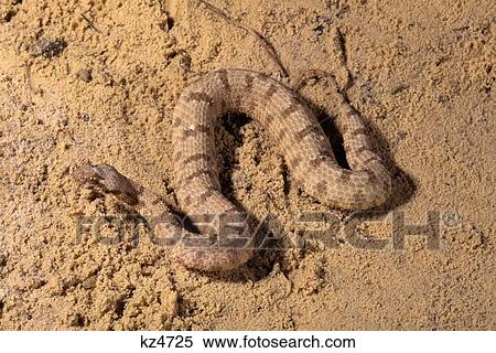 Stock Photography - Horned Desert Viper Cerastes Cerastes Cerastes Middle East . Fotosearch