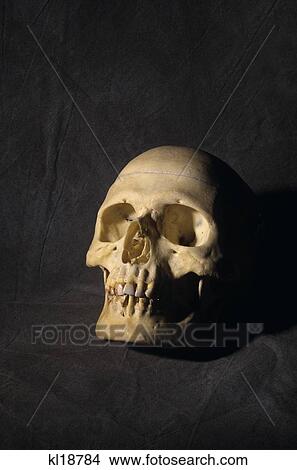 Human Skull View Large Photo Image Picture - Human Skull . Fotosearch