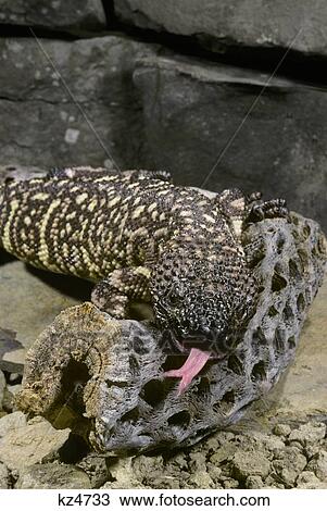 Mexican Beaded Lizard Heloderma Horridum Western Mexico View Large Photo Image Stock Image - Mexican Beaded Lizard Heloderma Horridum Western Mexico . Fotosearch