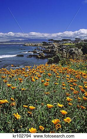 Pacific Grove With Monterey Bay California View Large Photo Image Picture - Pacific Grove With Monterey Bay California . Fotosearch