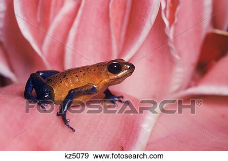 Poison Arrow Frog Dendrobates Pumilio Costa Rica View Large Photo Image Stock Photo - Poison Arrow Frog Dendrobates Pumilio Costa Rica . Fotosearch