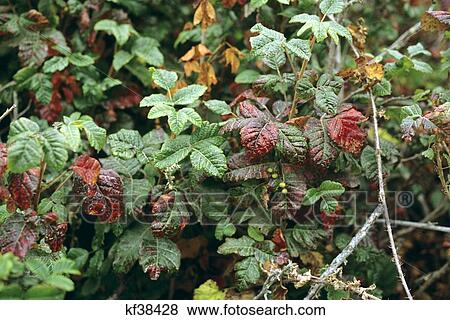 Poison Ivy Leaves In Autumn View Large Photo Image Stock Photo - Poison Ivy Leaves In Autumn. Fotosearch
