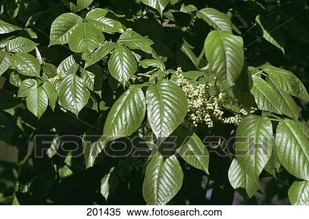 Poison Ivy Toxicodendron Radicans View Large Photo Image Stock Photography - Poison Ivy Toxicodendron Radicans. Fotosearch
