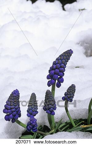 Stock Image - Purple Grape Hyacinths In Bloom Bursting Through Spring Snow . Fotosearch