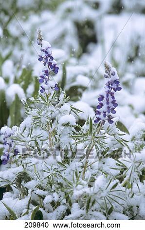 Purple Lupine Covered In Snow Colorado Usa View Large Photo Image Stock Image - Purple Lupine Covered In Snow Colorado Usa. Fotosearch
