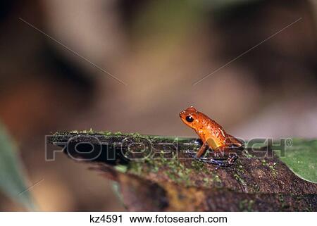 Strawberry Poison Dart Frog Dendrobates Sp. Tortuguero Costa Rica View Large Photo Image Stock Image - Strawberry Poison Dart Frog Dendrobates Sp. Tortuguero Costa Rica . Fotosearch