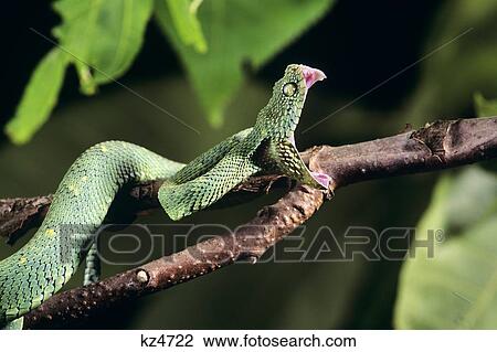 Striking Rough-Scaled Bush Viper Or Leaf Viper Atheris Squamiger Western Central Africa View Large Photo Image Stock Image - Striking Rough-Scaled Bush Viper Or Leaf Viper Atheris Squamiger Western Central Africa . Fotosearch