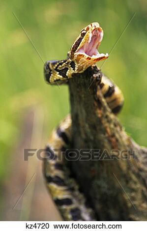 Stock Image - Threatening By Displaying Fangs Cottonmouth Snake Agkistrodon Piscivorus Conanti Southeastern Usa . Fotosearch
