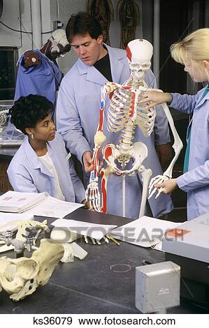 Stock Photo - Three Nursing Students With Skeleton In Anatomy Lab . Fotosearch