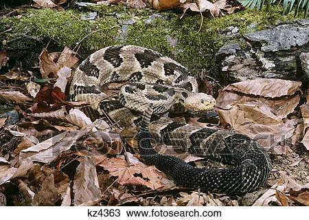Stock Image - Timber Rattlesnake Pit Viper Crotalus Horridus Horridus Pennsylvania Usa. Fotosearch