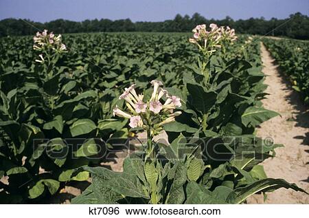 Tobacco Field Mature Crop View Large Photo Image Stock Photograph - Tobacco Field Mature Crop . Fotosearch