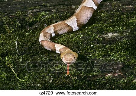 Trans-Pecos Copperhead Agkistrodon Contortrix Pictigaster Moving Toward Looking At Camera Davis Mountains Texas Usa View Large Photo Image Stock Photo - Trans-Pecos Copperhead Agkistrodon Contortrix Pictigaster Moving Toward Looking At Camera Davis Mountains Texas Usa. Fotosearch