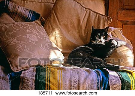 Stock Image - Tuxedo Cat Sitting On Sofa In San Miguel De Allende Mexico. Fotosearch