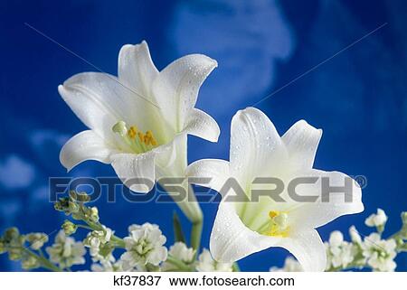 Two White Easter Lilies Blue Background View Large Photo Image Stock Photo - Two White Easter Lilies Blue Background. Fotosearch