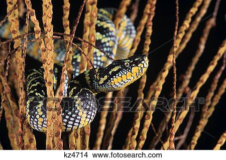 Picture - Wagler'S Pit Viper Or Temple Viper Trimeresurus Wagleri Thailand . Fotosearch
