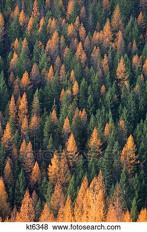 Western Larch In Fall Color Larix Accidentalis View Large Photo Image Stock Photo - Western Larch In Fall Color Larix Accidentalis . Fotosearch