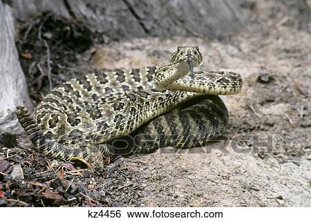 Western Rattler Crotalus Viridis Coiled To Strike Looking At Camera View Large Photo Image Stock Photograph - Western Rattler Crotalus Viridis Coiled To Strike Looking At Camera. Fotosearch