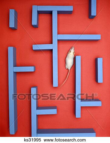 Stock Photography - White Mouse In A Maze . Fotosearch