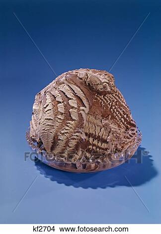 1950S 1960S Dish Of Chocolate Swirl Ice Cream View Large Photo Image Picture - 1950S 1960S Dish Of Chocolate Swirl Ice Cream. Fotosearch