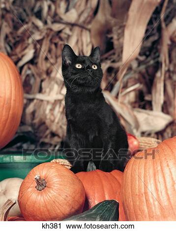 Stock Image - 1950S Wide-Eyed Black Cat Kitten Looking Up Sitting On Pile Of Pumpkins. Fotosearch