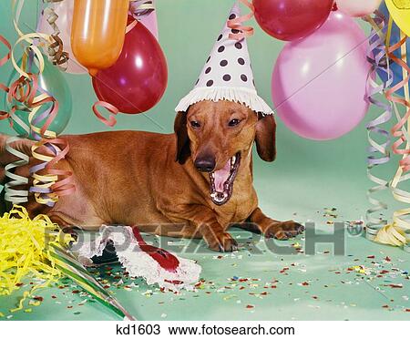 1960 Dachshund Dog Wearing Polka Dot Party Hat Yawning Barking Mouth Open Balloons Streamers Confetti View Large Photo Image Stock Image - 1960 Dachshund Dog Wearing Polka Dot Party Hat Yawning Barking Mouth Open Balloons Streamers Confetti. Fotosearch