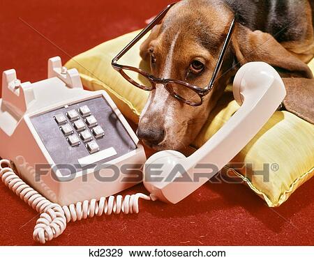 1960S 1970S Basset Hound With Sad Eyes Wearing Pair Eyeglasses Talking On Push Button Telephone View Large Photo Image Stock Photo - 1960S 1970S Basset Hound With Sad Eyes Wearing Pair Eyeglasses Talking On Push Button Telephone . Fotosearch