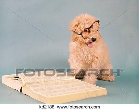 1960S Apricot Cream Colored Poodle Wearing Eyeglasses With Book Telephone Directory View Large Photo Image Stock Photo - 1960S Apricot Cream Colored Poodle Wearing Eyeglasses With Book Telephone Directory. Fotosearch