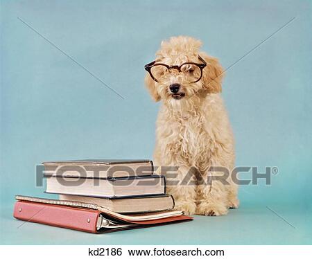 1960S Apricot Cream Colored Poodle Wearing Eyeglasses With Pile Of Books View Large Photo Image Stock Photograph - 1960S Apricot Cream Colored Poodle Wearing Eyeglasses With Pile Of Books. Fotosearch