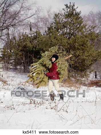 1960S Boy Carrying Christmas Evergreen Tree Through Snow View Large Photo Image Stock Image - 1960S Boy Carrying Christmas Evergreen Tree Through Snow. Fotosearch