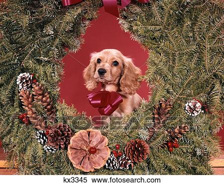 1960S Cocker Spaniel Puppy Inside Christmas Wreath Looking At Camera View Large Photo Image Stock Photography - 1960S Cocker Spaniel Puppy Inside Christmas Wreath Looking At Camera. Fotosearch