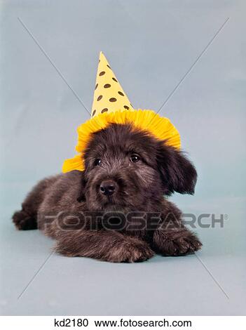1960S Cute Skye Terrier Puppy Wearing YellowBlack Polka Dot Party Hat View Large Photo Image Stock Image - 1960S Cute Skye Terrier Puppy Wearing YellowBlack Polka Dot Party Hat. Fotosearch