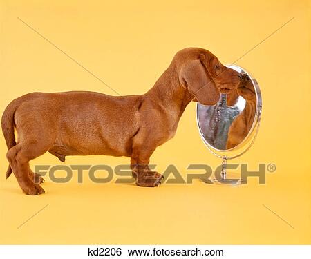 Stock Photograph - 1960S Dachshund Puppy Looking Into Mirror. Fotosearch