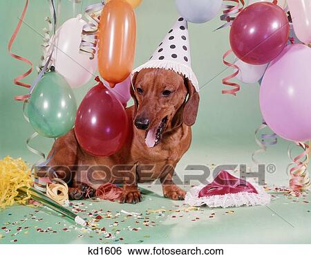 Stock Photograph - 1960S Dachshund Wearing Party Hat TiredDrunk Exhausted Facial Expression Mask Balloons Confetti . Fotosearch