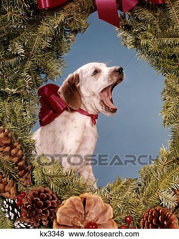 1960S Howling Singing Puppy Dog Inside Holiday Christmas Pine Wreath View Large Photo Image Stock Photo - 1960S Howling Singing Puppy Dog Inside Holiday Christmas Pine Wreath . Fotosearch