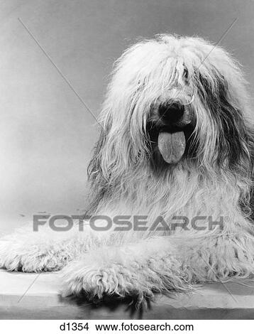 1960s Portrait Of Old English Sheepdog Lying Down Looking At