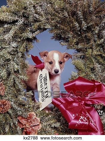 1960S Puppy Dog Wearing Merry Christmas Tag Inside Holiday Pine Wreath View Large Photo Image Stock Photo - 1960S Puppy Dog Wearing Merry Christmas Tag Inside Holiday Pine Wreath . Fotosearch