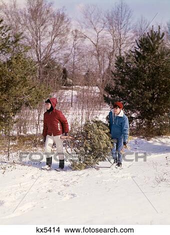 1960S Two Boys Carrying Evergreen Christmas Tree Through Snow View Large Photo Image Picture - 1960S Two Boys Carrying Evergreen Christmas Tree Through Snow. Fotosearch