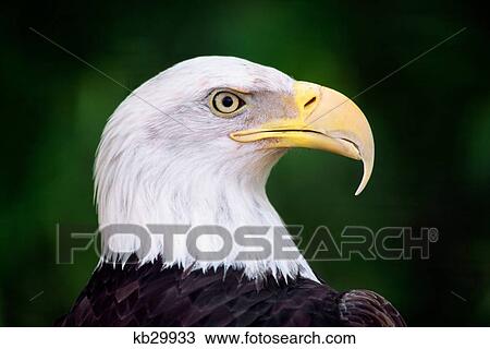 Stock Image - Bald Eagle Portrait Haliaeetus Leucocephalus North America. Fotosearch