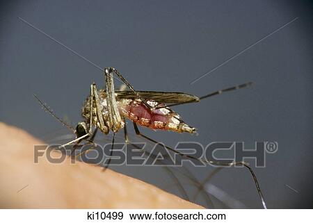 Stock Photo - Close-Up Female Mosquito Having Blood Meal Culicidae. Fotosearch