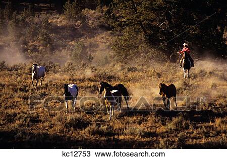 Cowboy On Horse Roundup Rock Springs Ranch Bend, Or View Large Photo Image Stock Image - Cowboy On Horse Roundup Rock Springs Ranch Bend, Or. Fotosearch