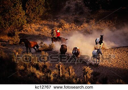 Cowgirl Woman On Horse Drive Rock Springs Ranch Bend, Or View Large Photo Image Stock Photo - Cowgirl Woman On Horse Drive Rock Springs Ranch Bend, Or. Fotosearch