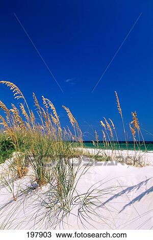 Emerald Coast, Fl Dunes View Large Photo Image Stock Image - Emerald Coast, Fl Dunes. Fotosearch